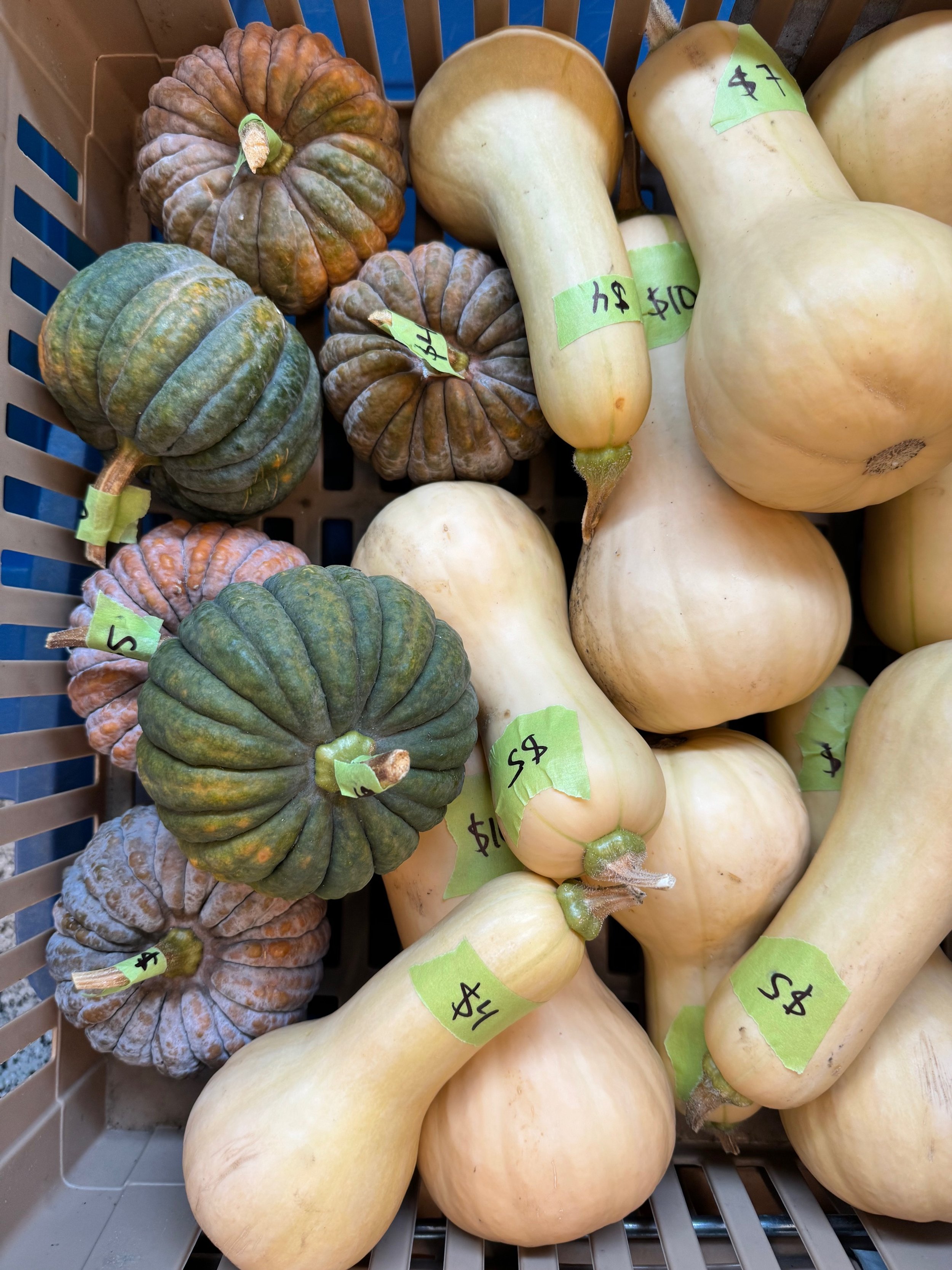Cream-colored butternut squashes and greenish-gray acorn squashes on a grocery store shelf with green price tags.