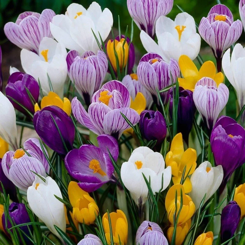 Crocus.jpeg