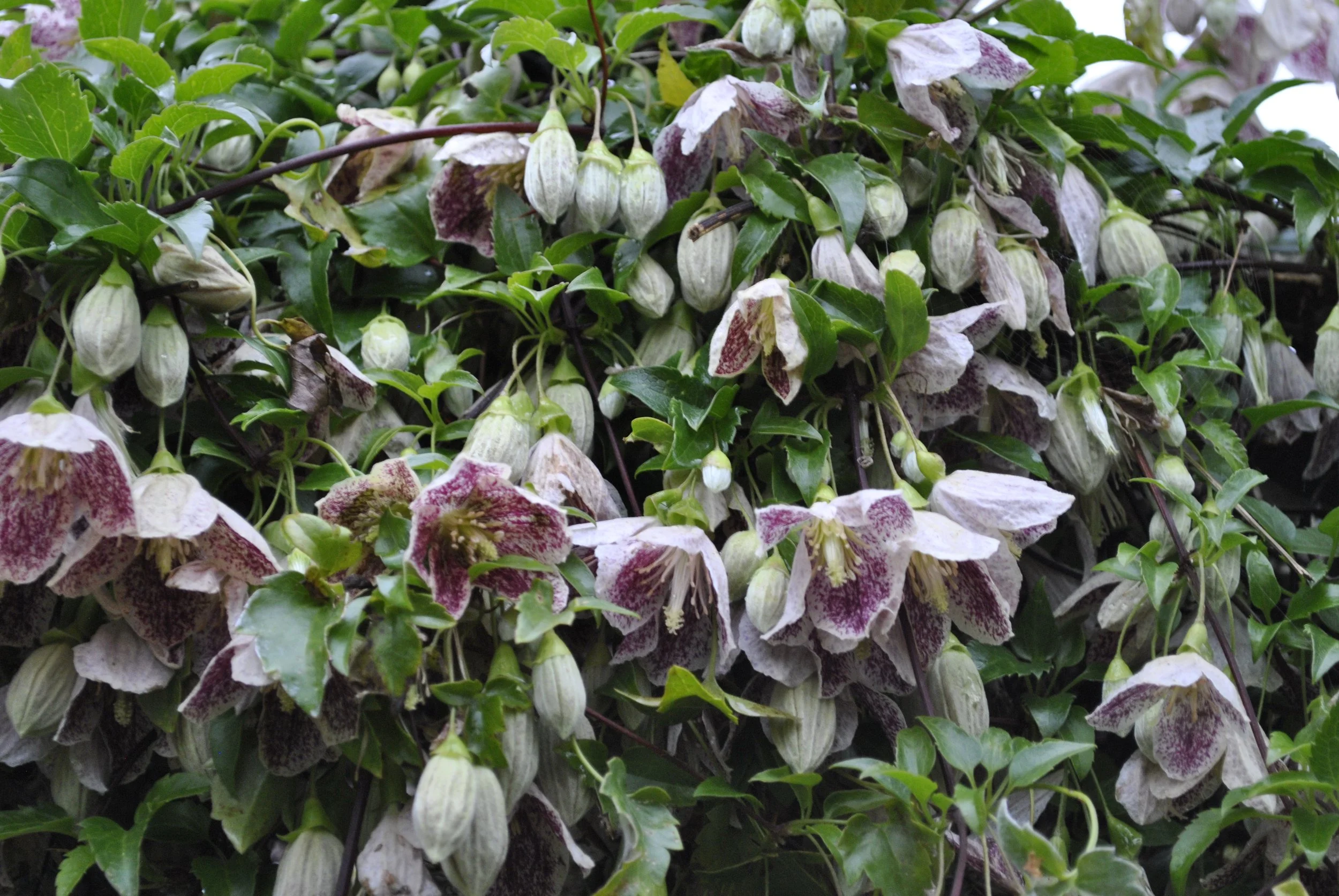 Clematite cirrhosa 'Freckles'.jpeg