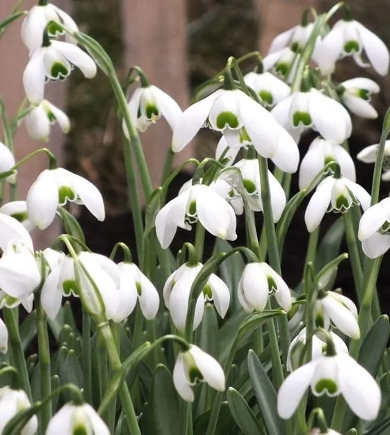 Galanthus.jpeg