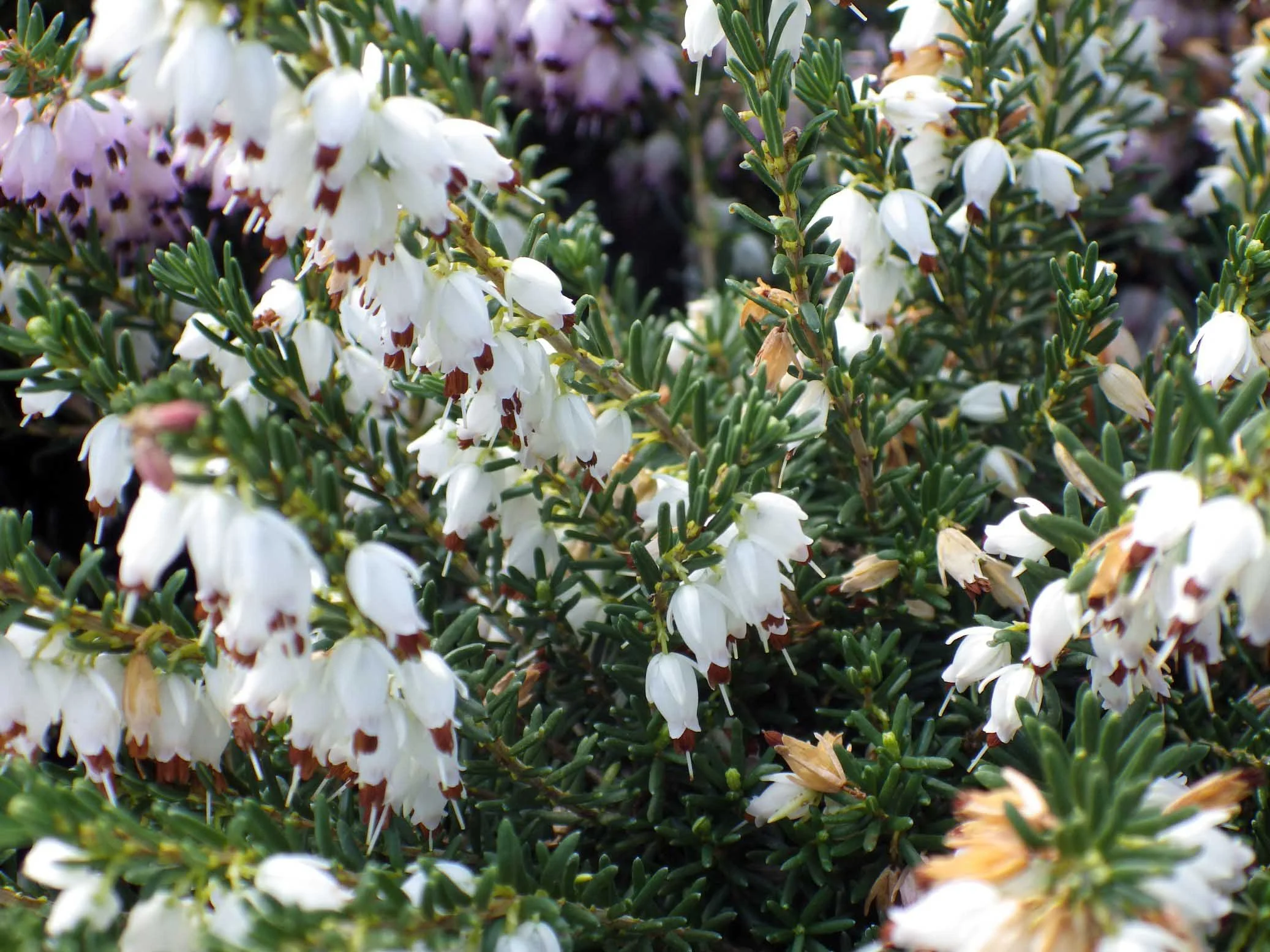 erica-x-darleyensis-white-perfection.jpeg