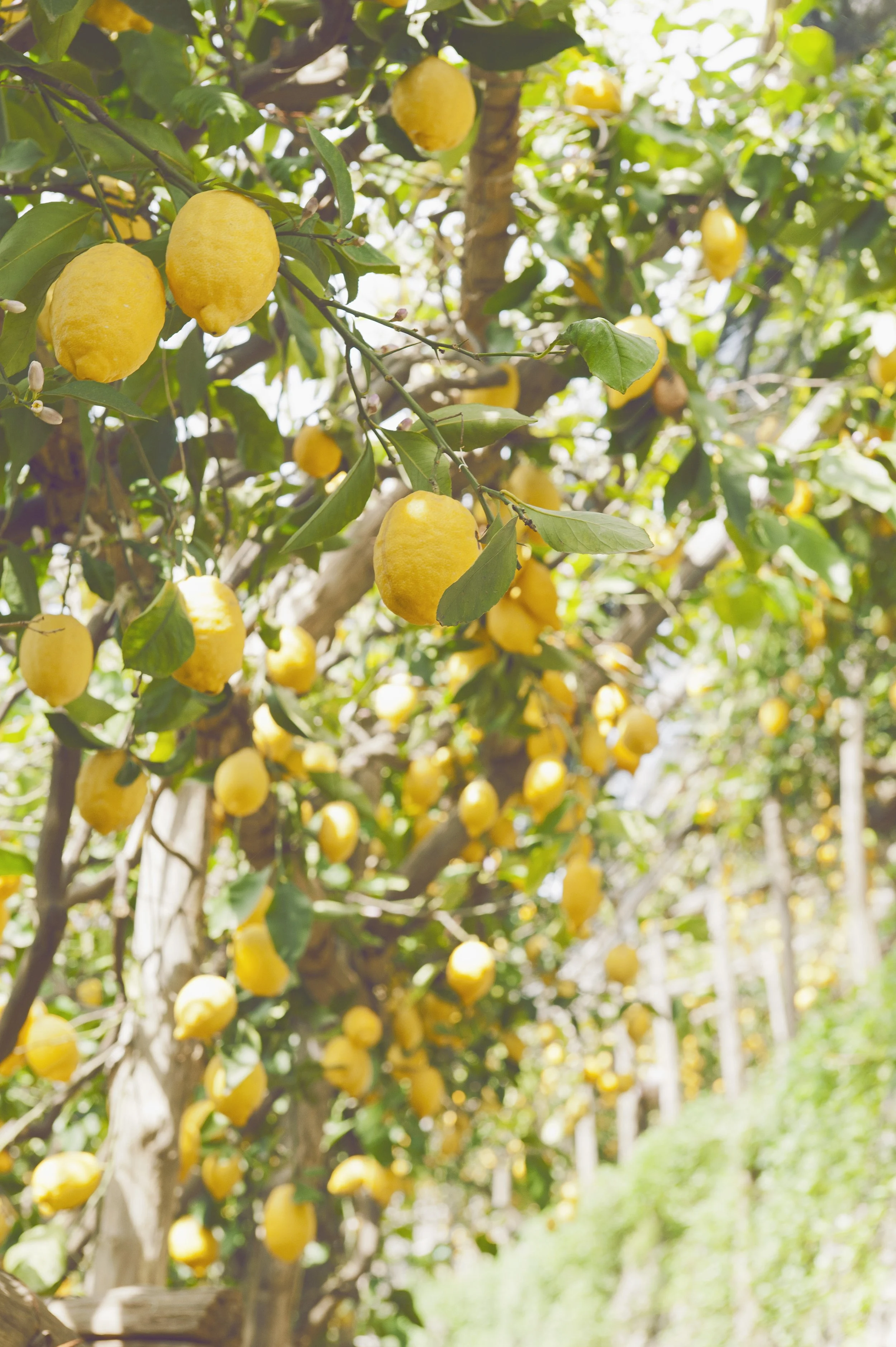LIMONCELLO06.JPG