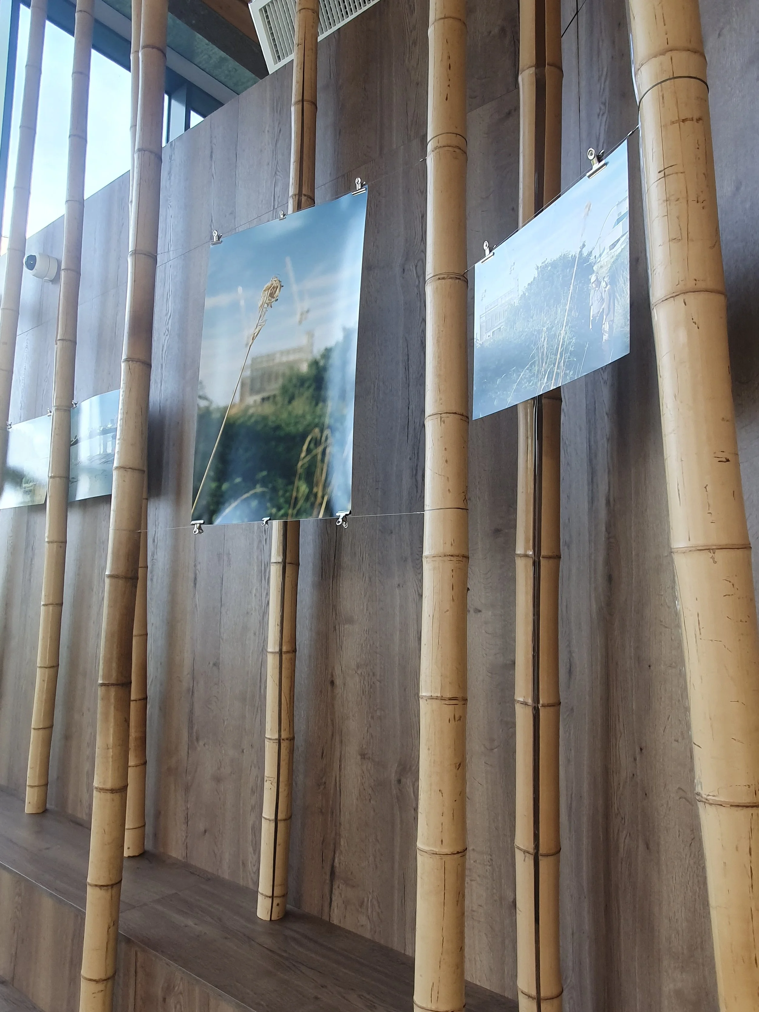 Artwork hanged across multiple bamboo