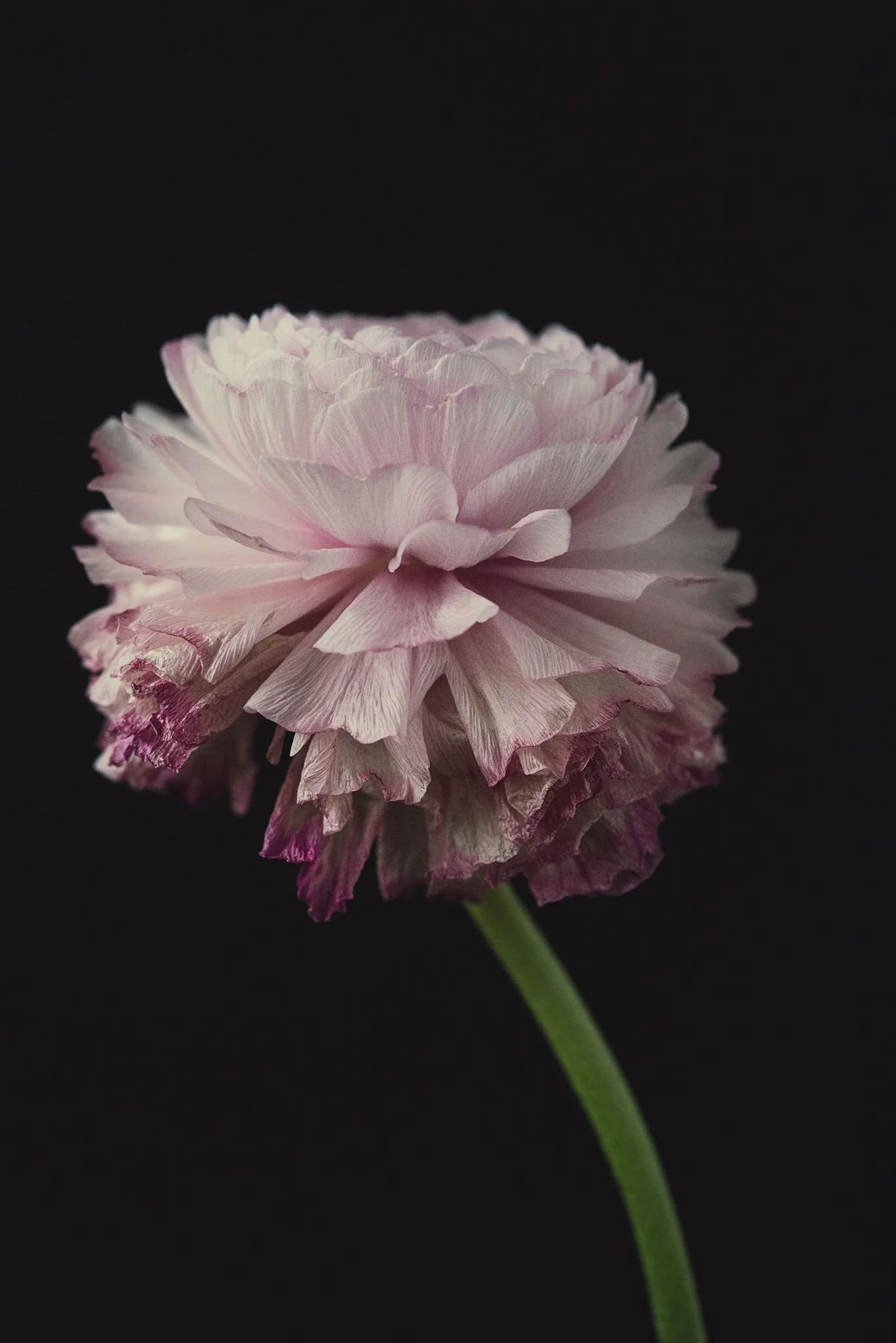 A close-up of a pink ranunculus flower with ruffled petals, set against a black background.