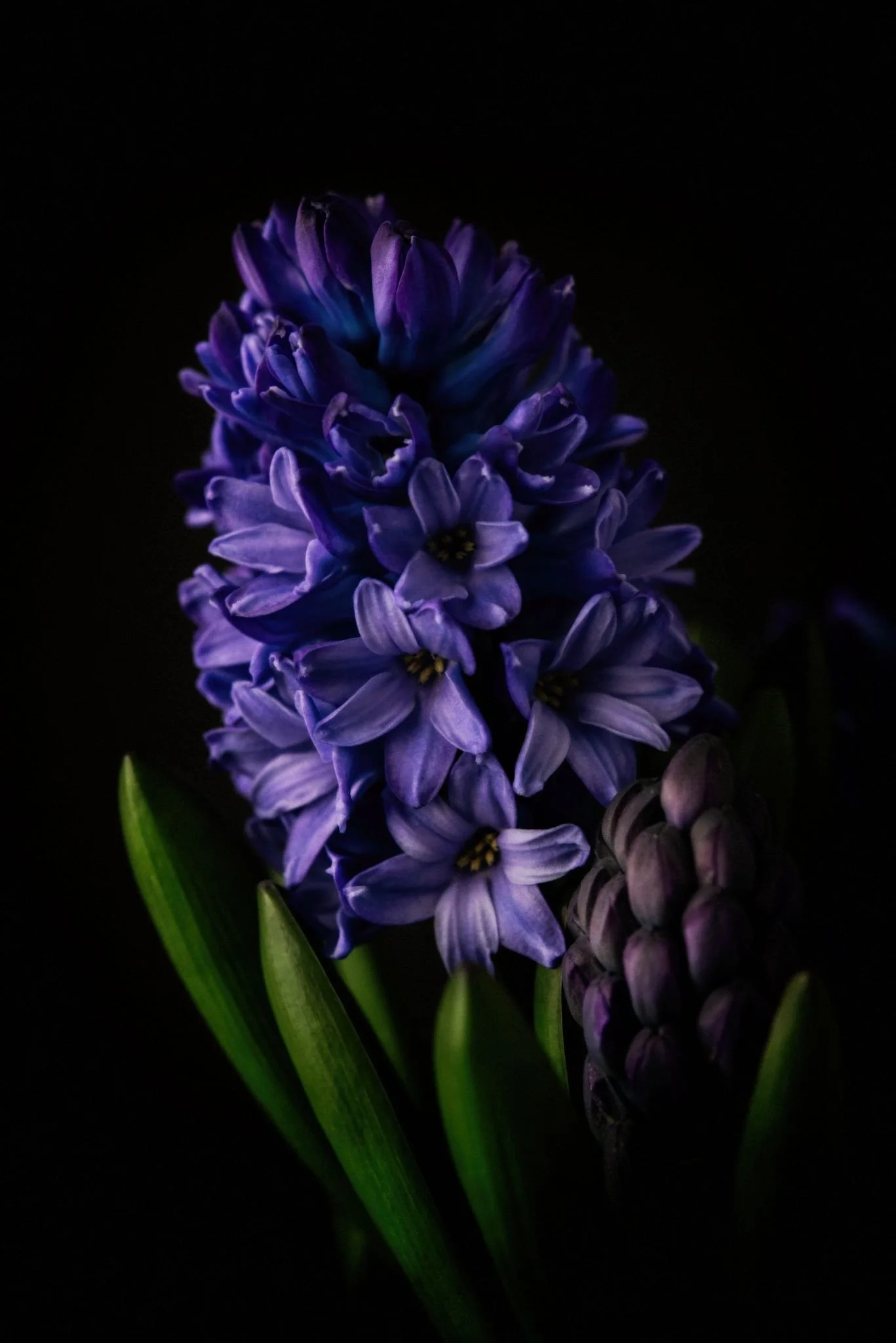 Close-up of a blooming purple hyacinth flower with green leaves against a black background.