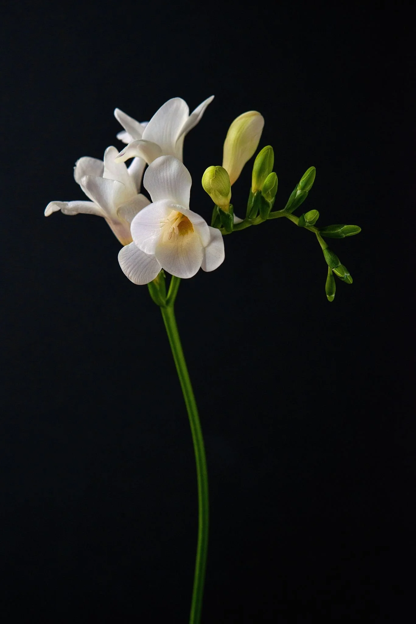 A delicate white orchid flower with green buds on a long green stem against a black background.