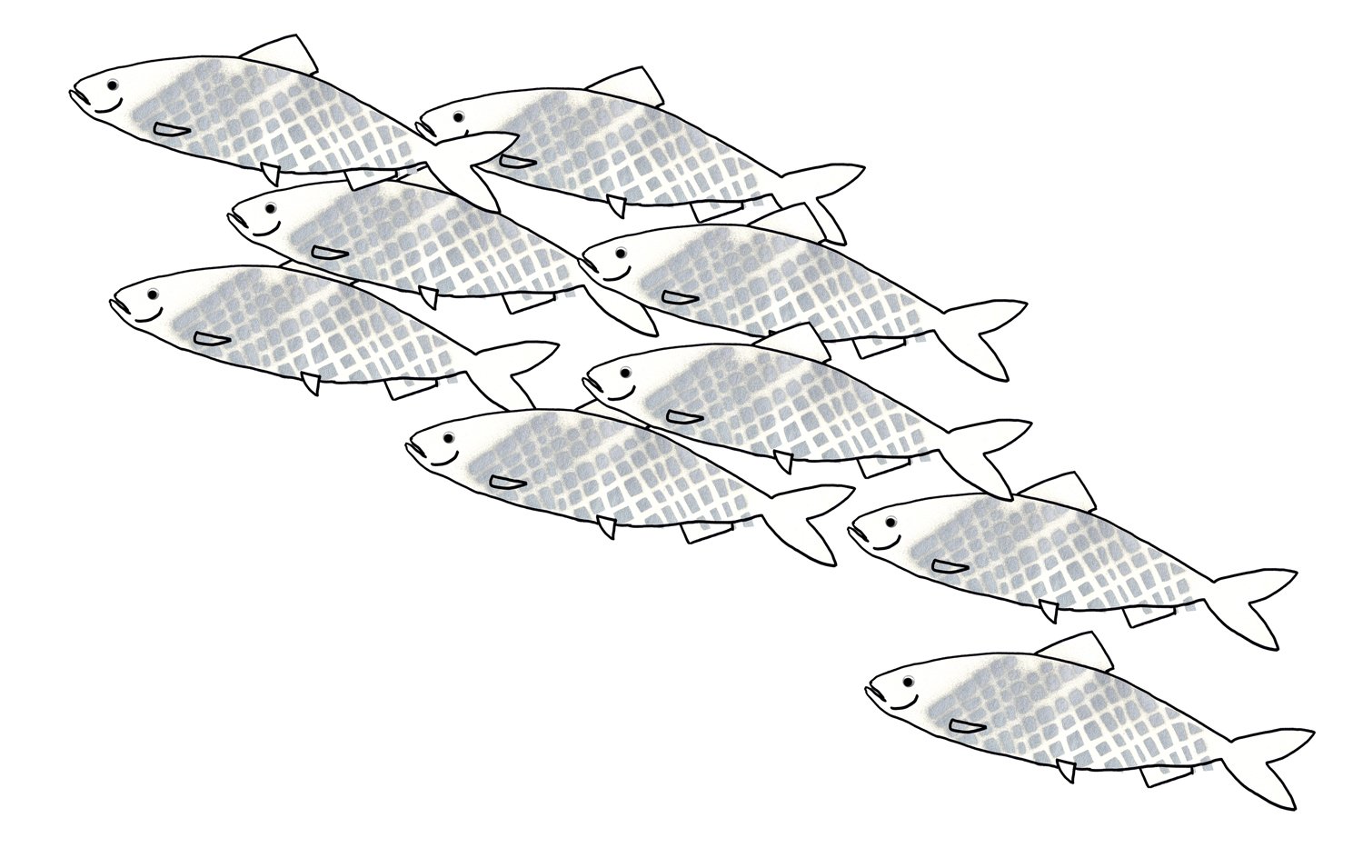 shoal-of-herring01.jpg