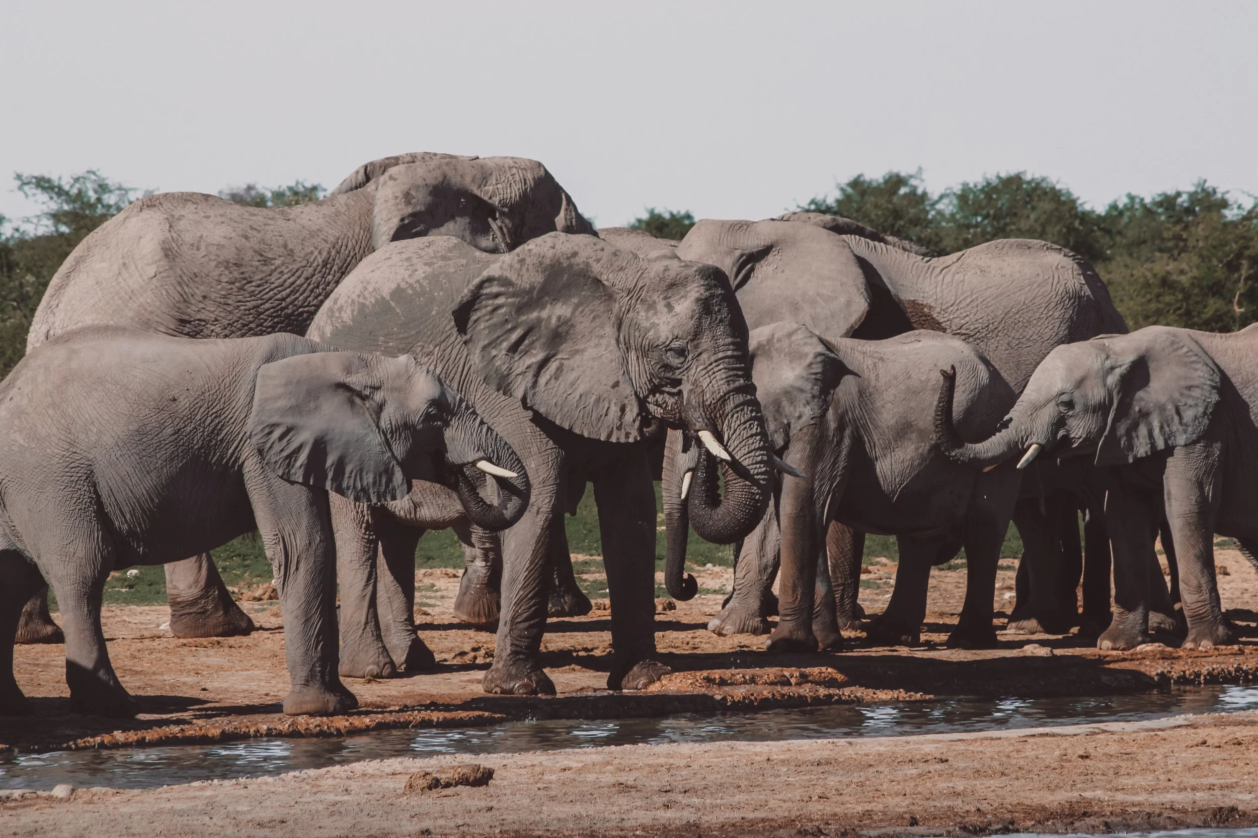 Say No to Animal Testing