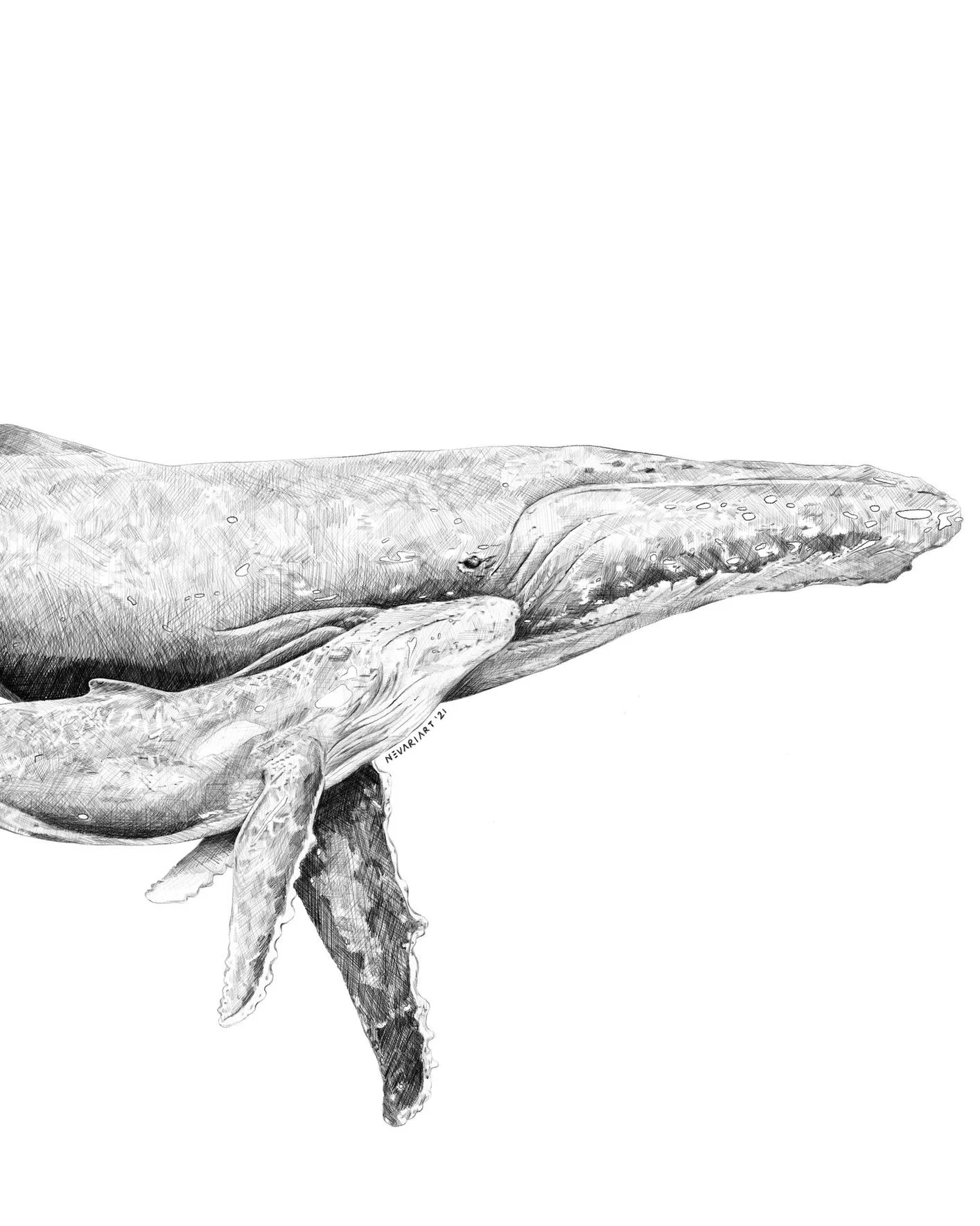 NEVARI_Whales.jpg