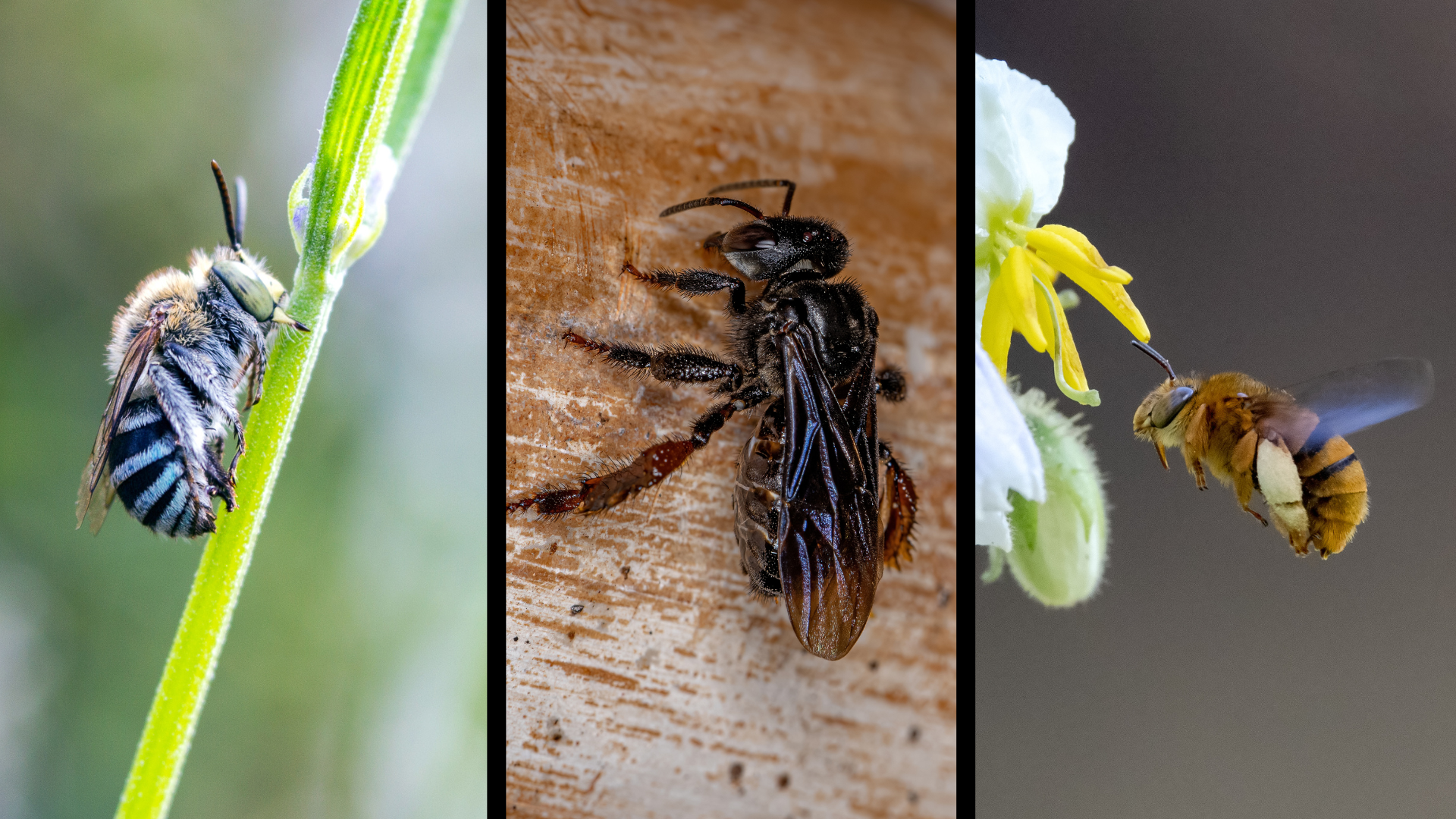 The Not So Tiny World of Bees — Hub