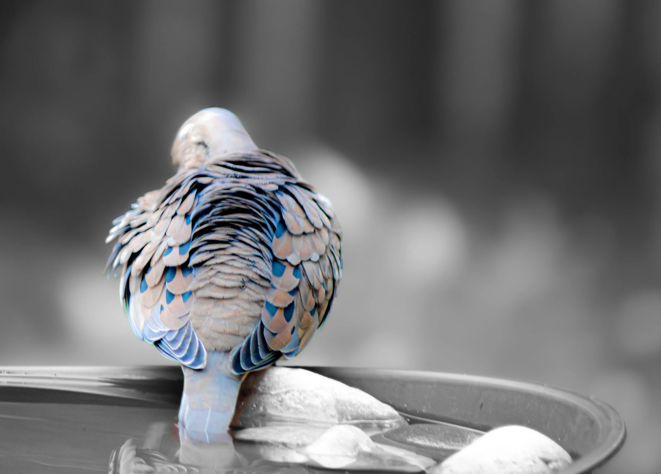 Tail Dip - Michael Cannon