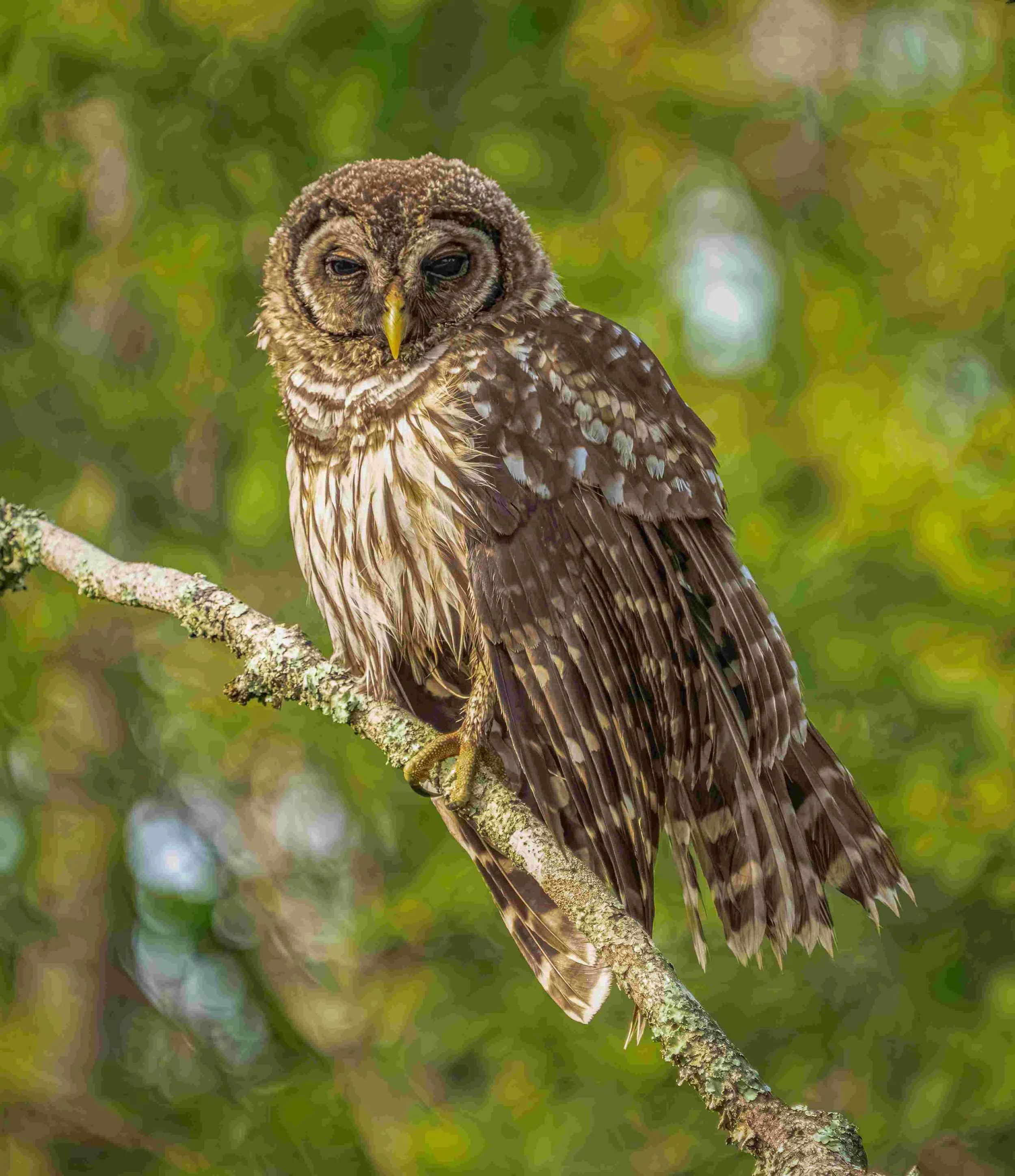 Alligator River Barred Owl - Jim Jilson