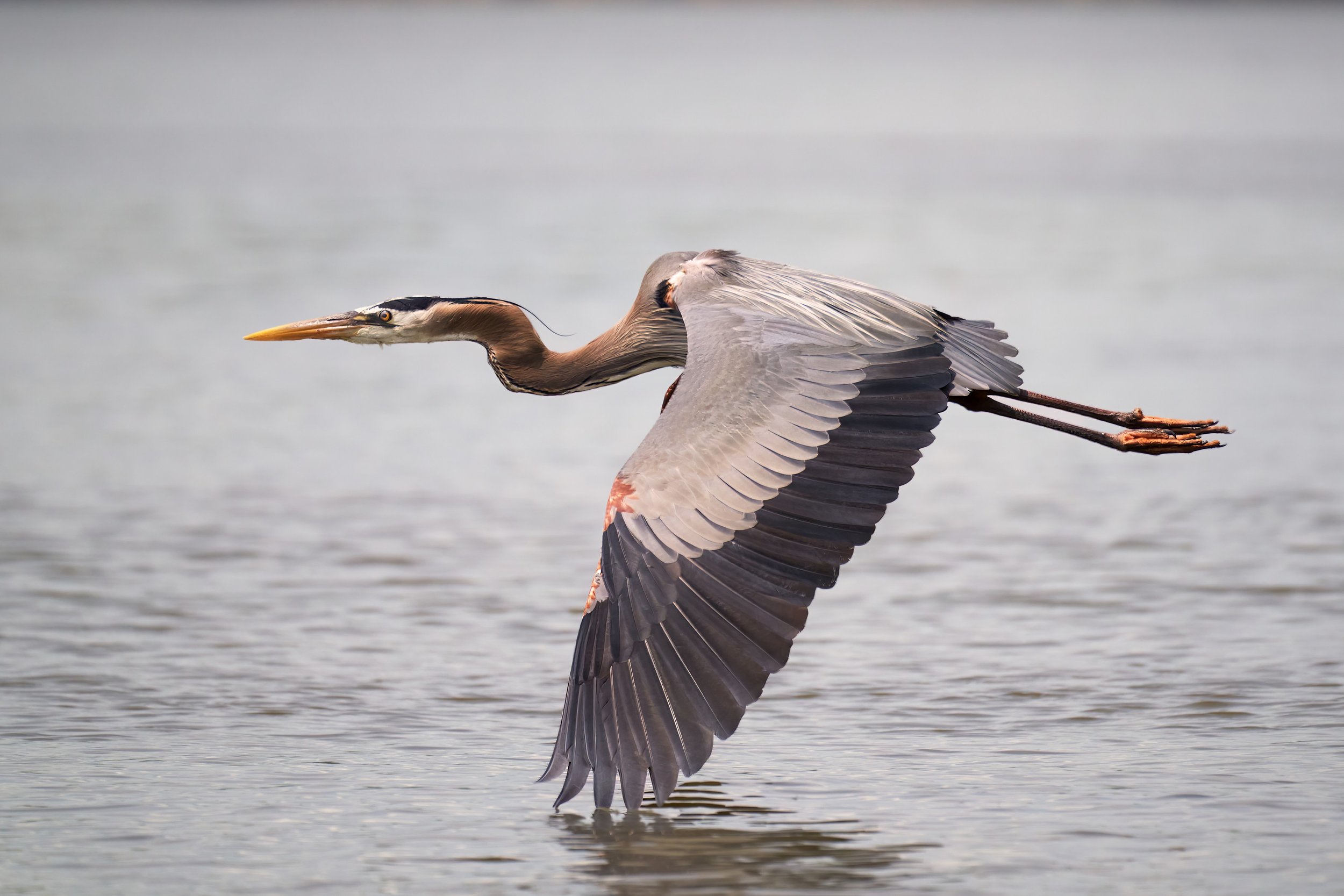 Feather Tips - Irene Kuo