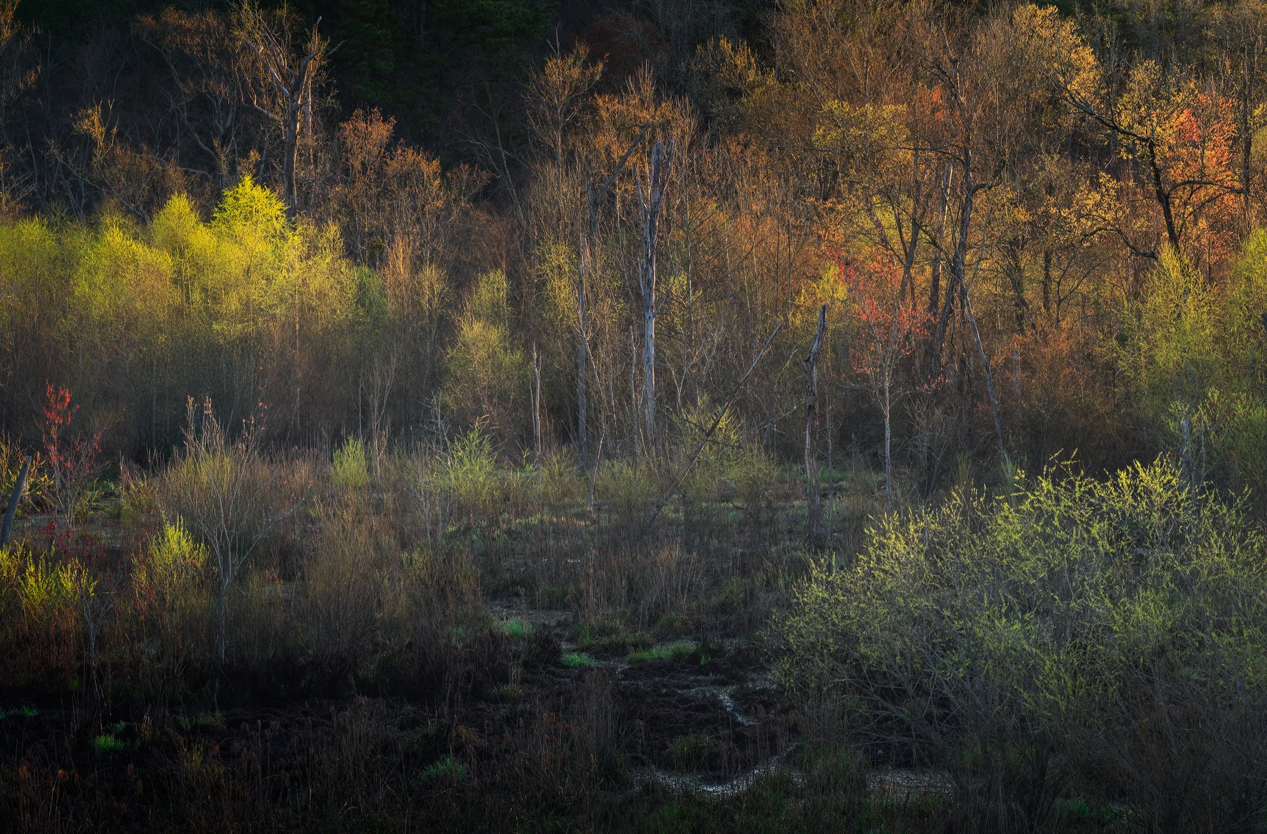 Spring Greening on white Oak Creek - Jon Meyer
