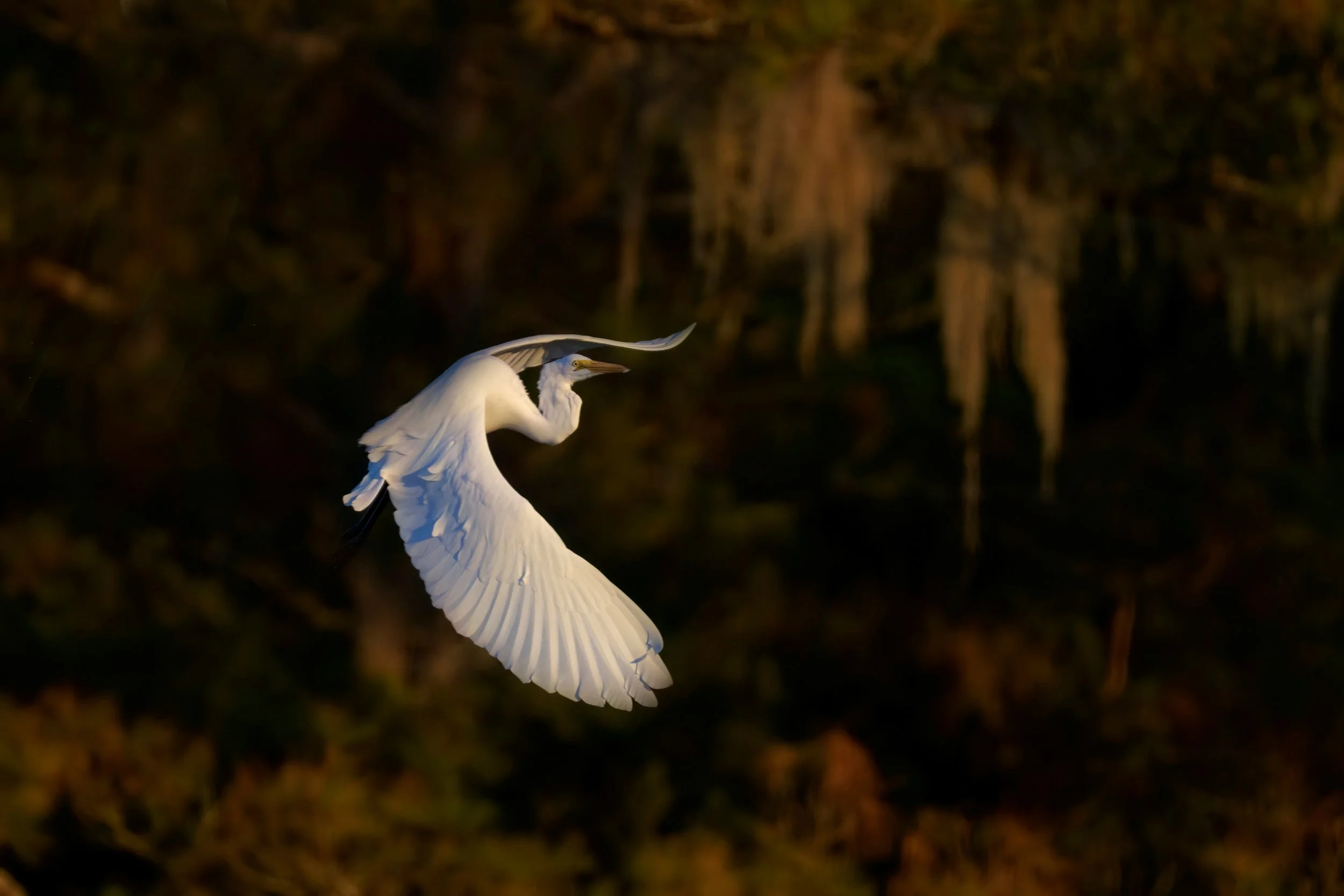 Egret in Fall Flight - Irene Kuo