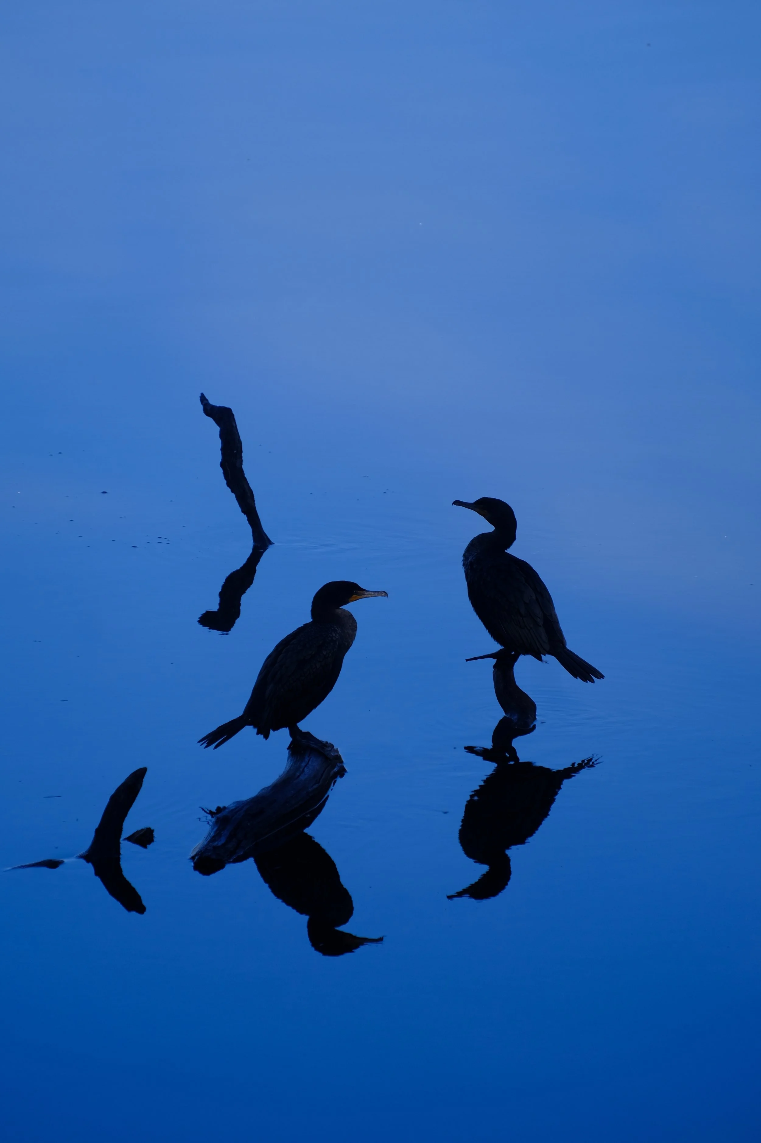 Early Morning at Bond Lake - Phillipe Courtay