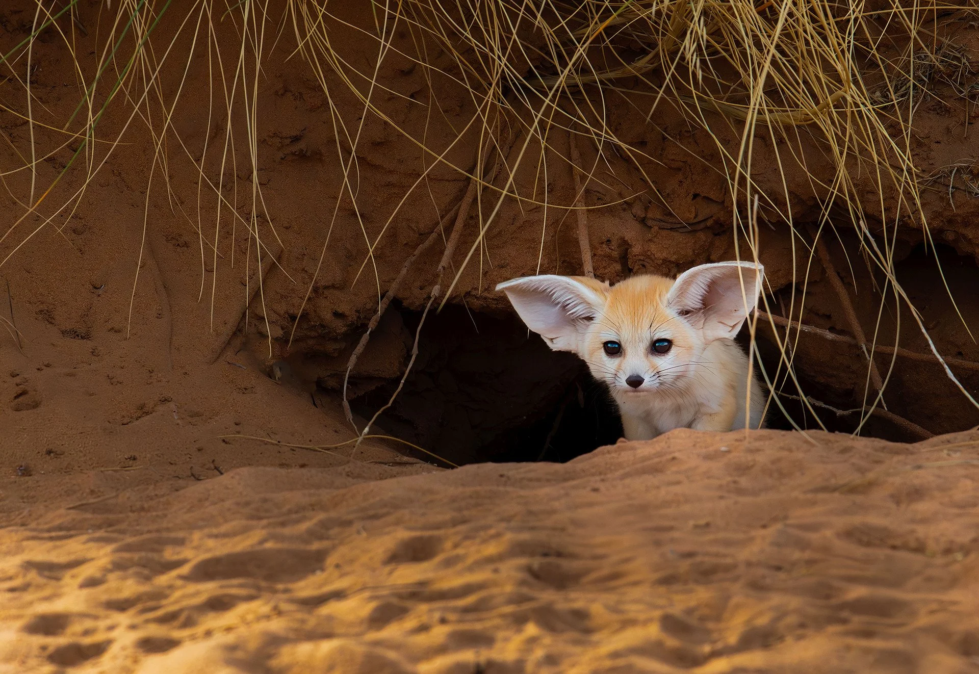 Color Honorable Mention - Real Desert Fox-Not Rommel - Don Ducey
