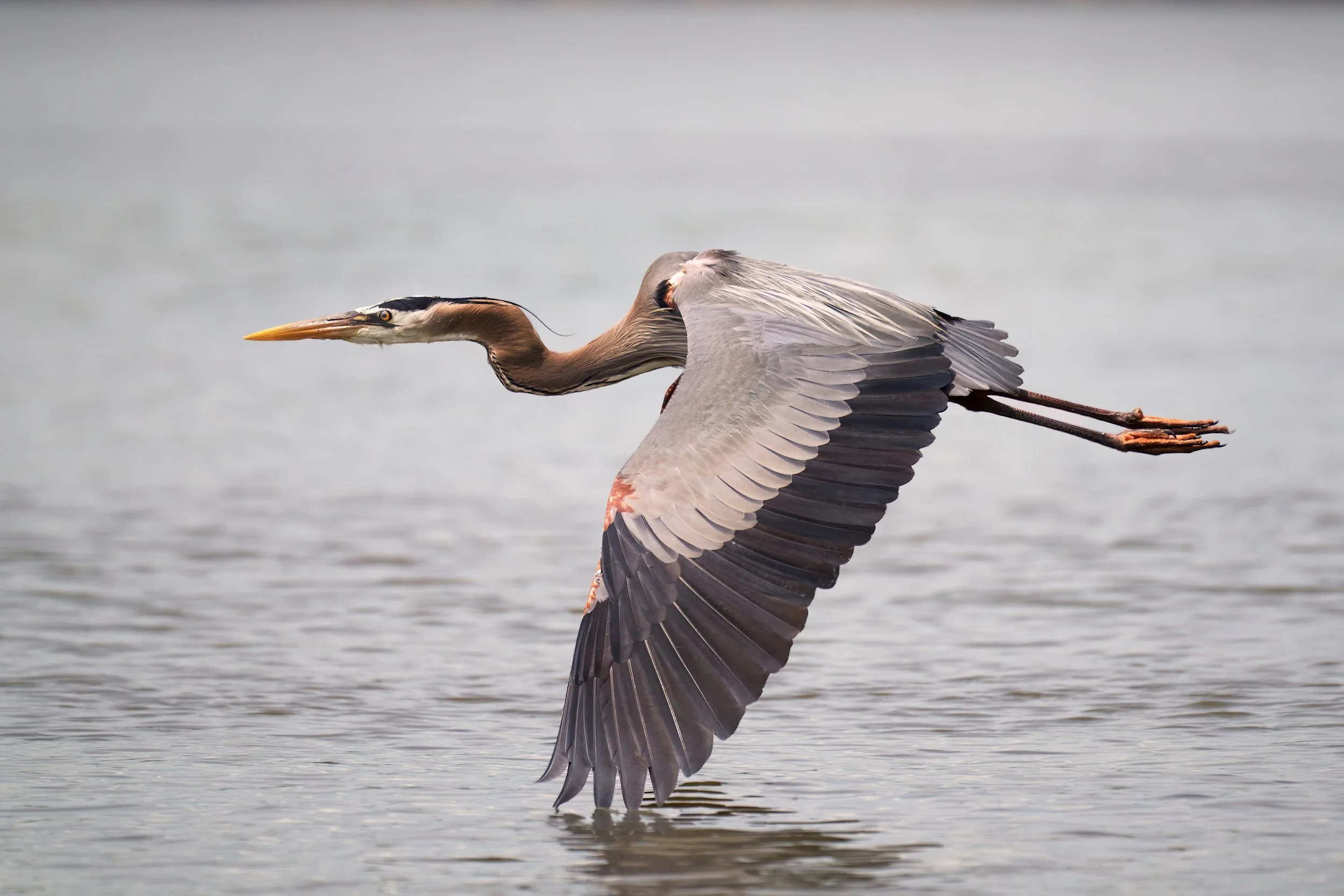 Feather Tips - Irene Kuo