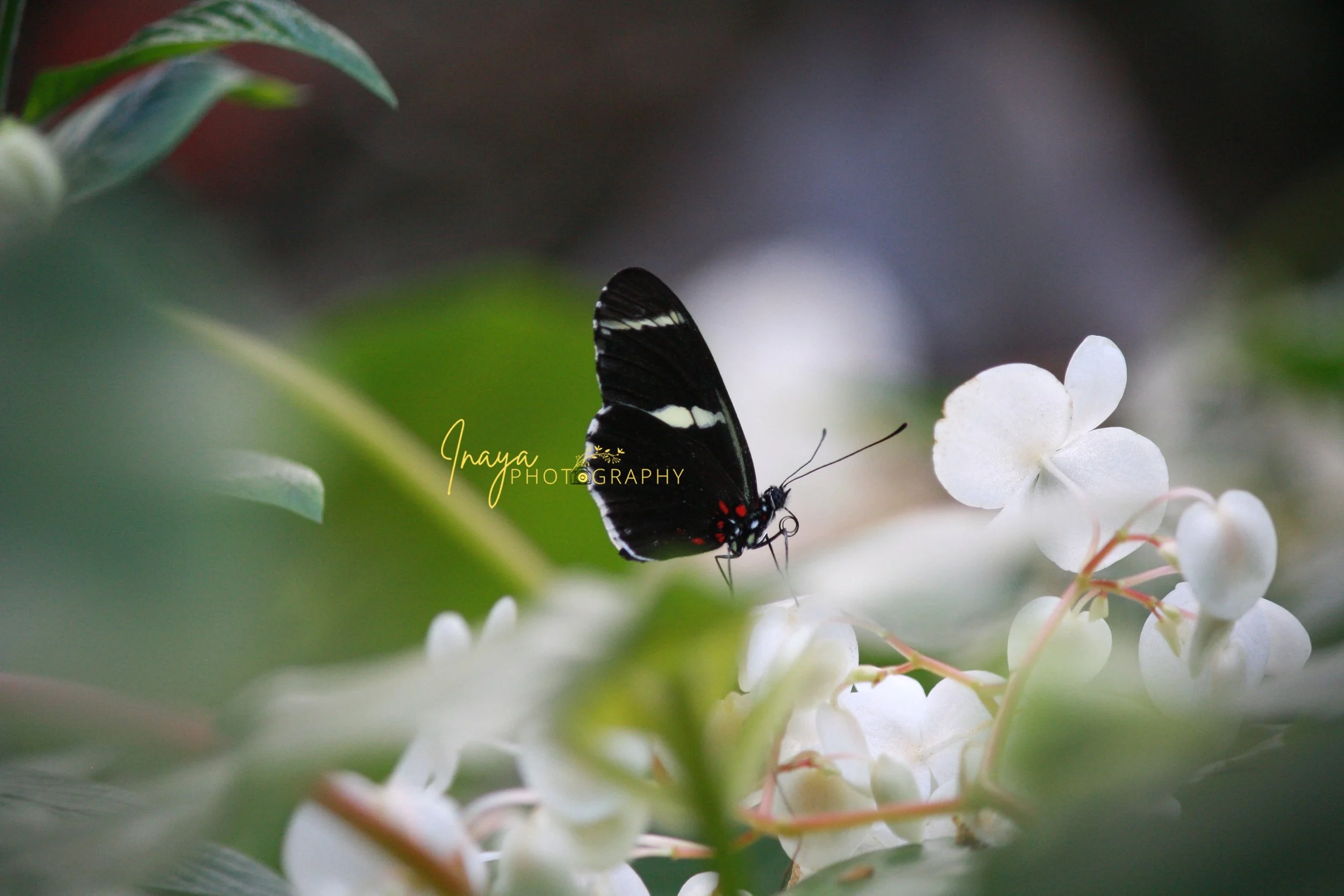 best_pic_butterfly_copyright.jpg