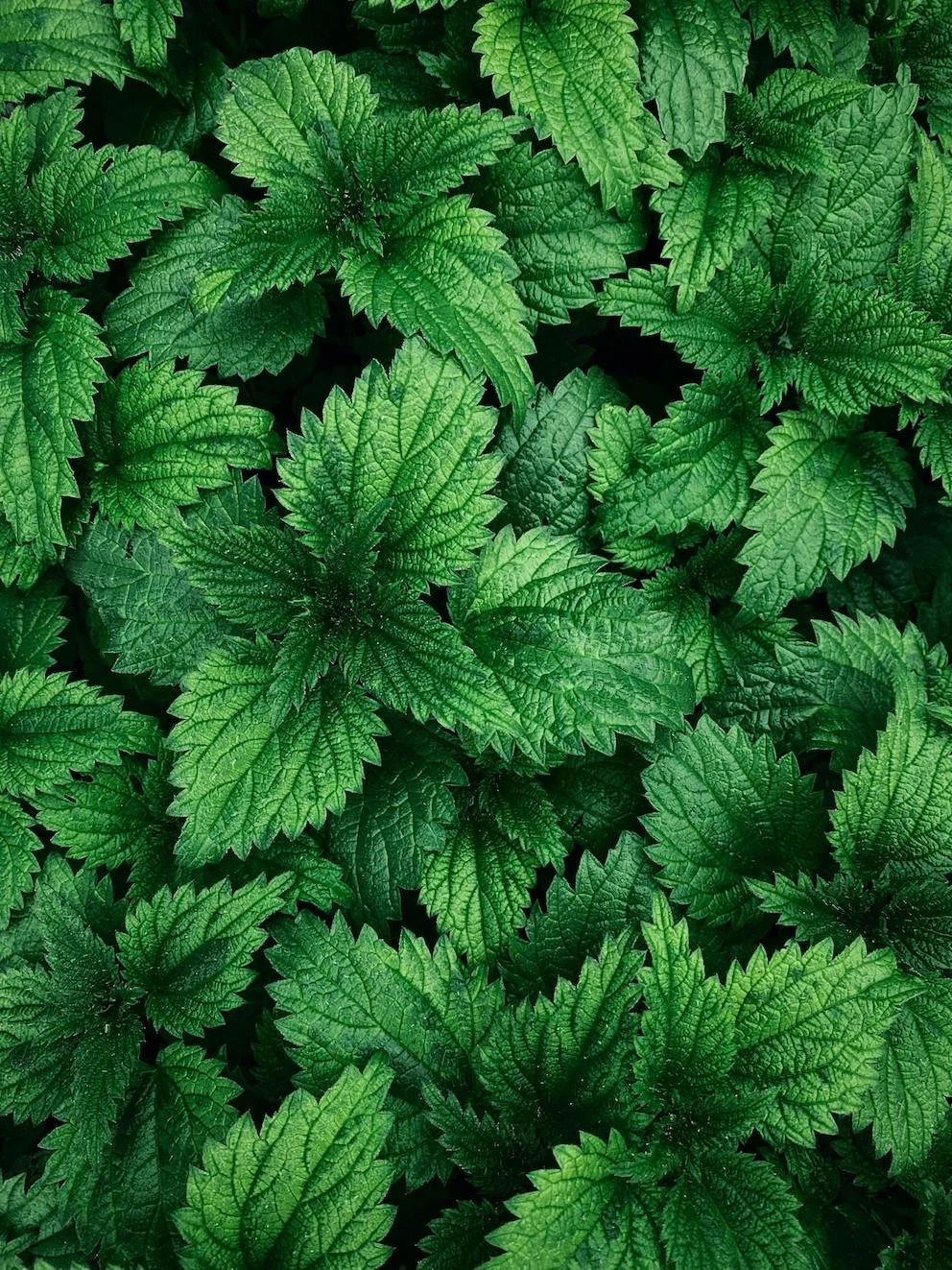 Nutritives as Harm Reduction 