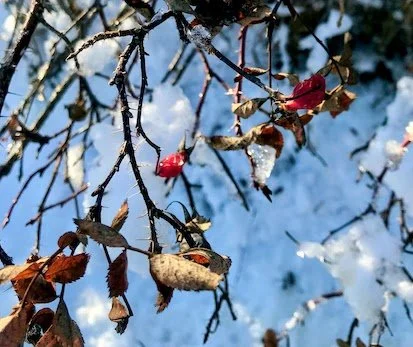 Herbal Antispasmodics for Tense Winter Muscles