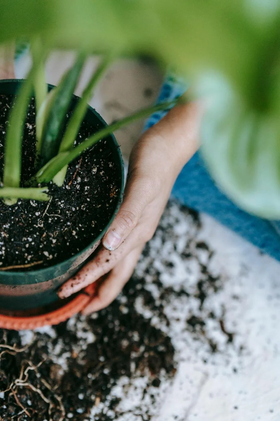 Repotting 