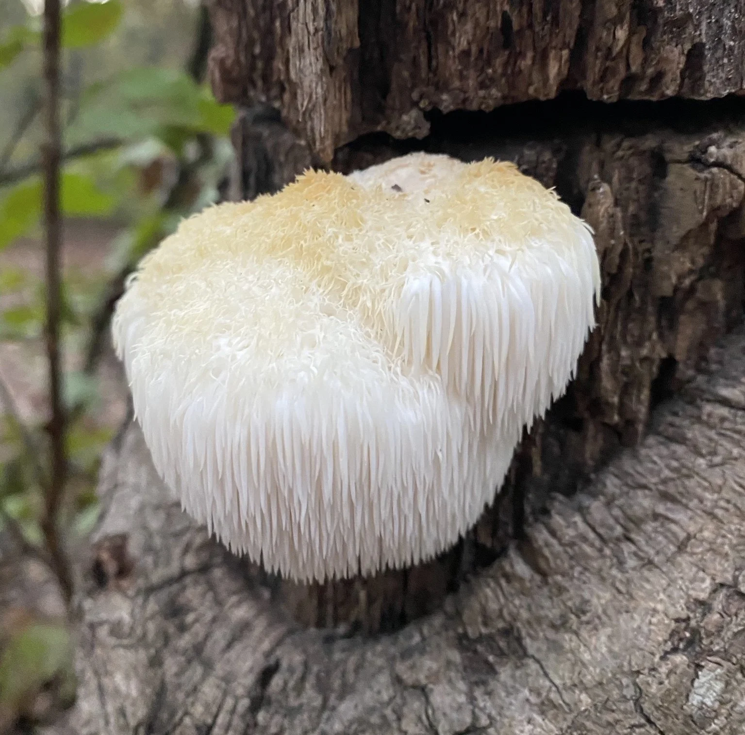 Lion’s Mane Monograph