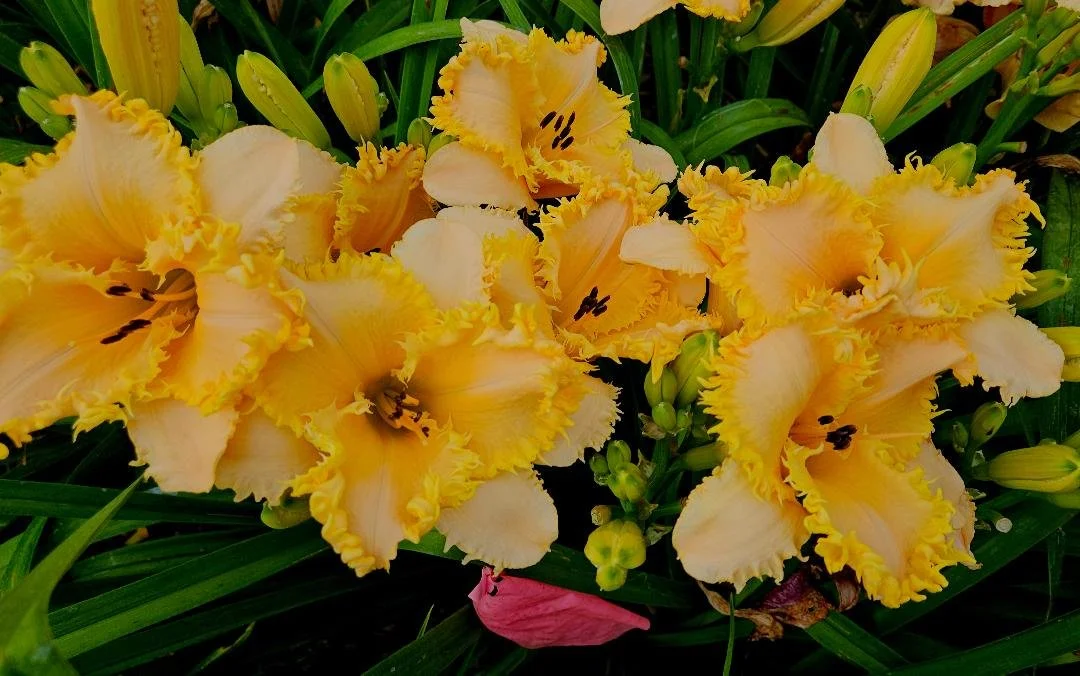 Gary M Jones clump.jpg