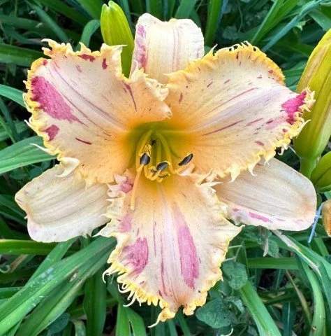 Brent seedling 11-24 (Small).jpg