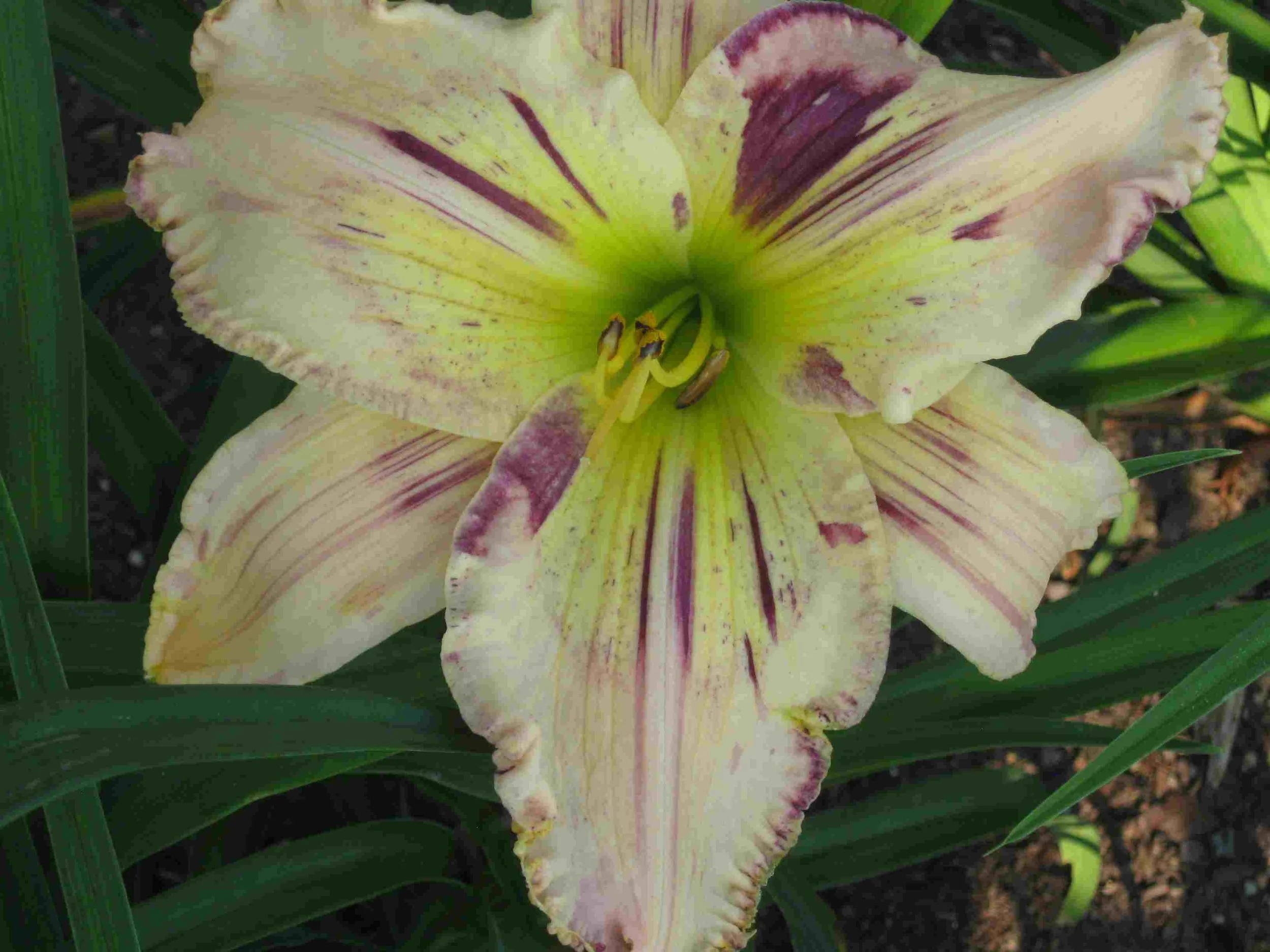 stone palace streaker Evick.jpg