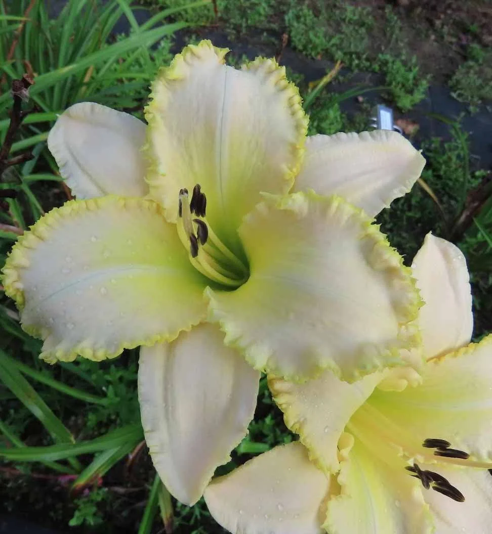 I Don't Know Clouds - SF