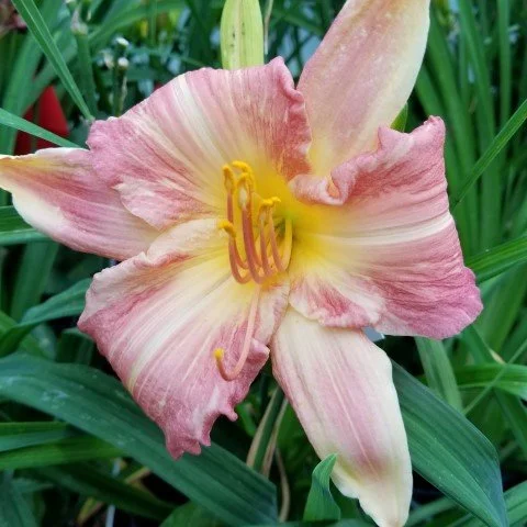 Tet Cherry Stripes - SF