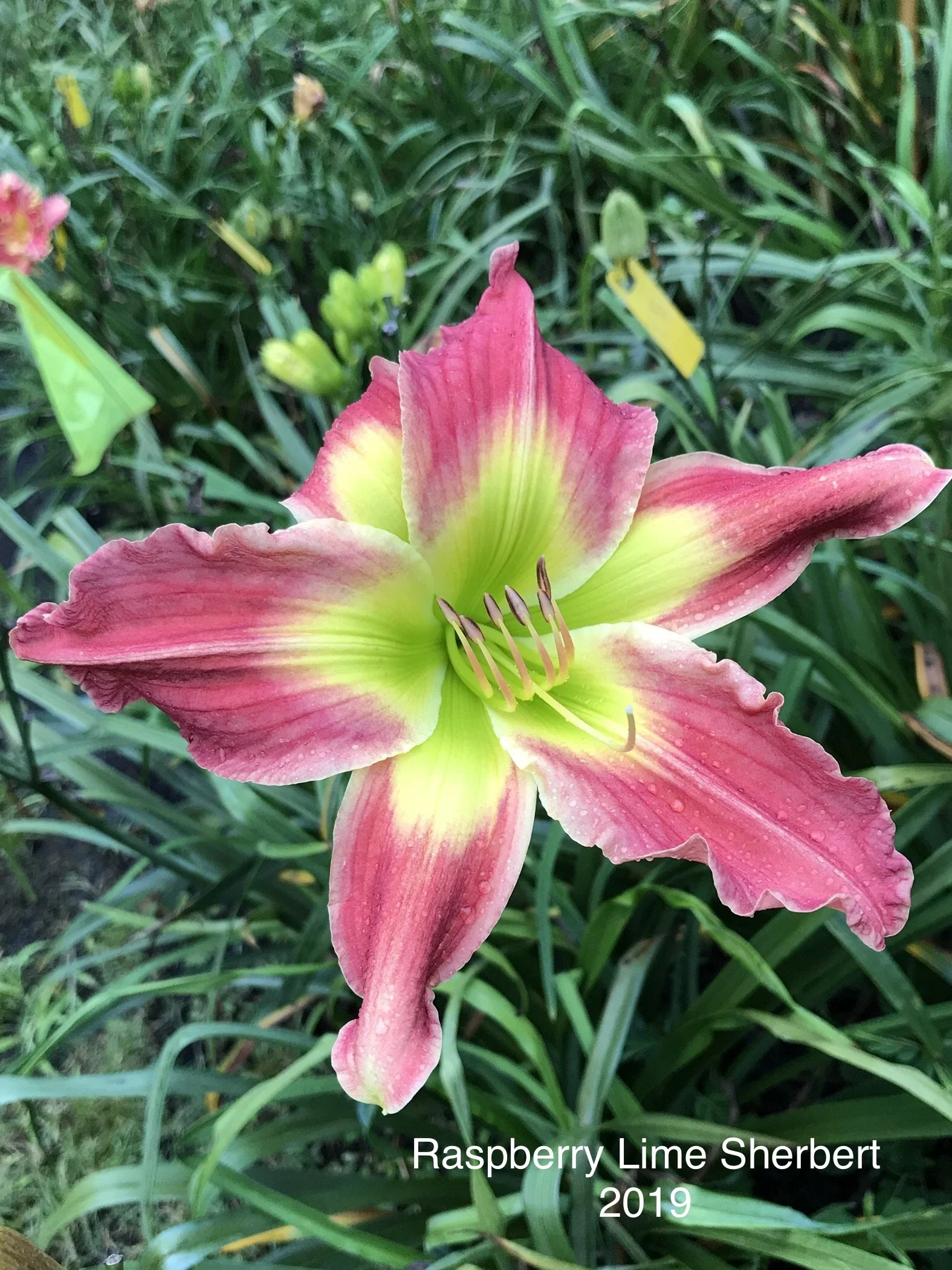 Store 2 — CT Daylily
