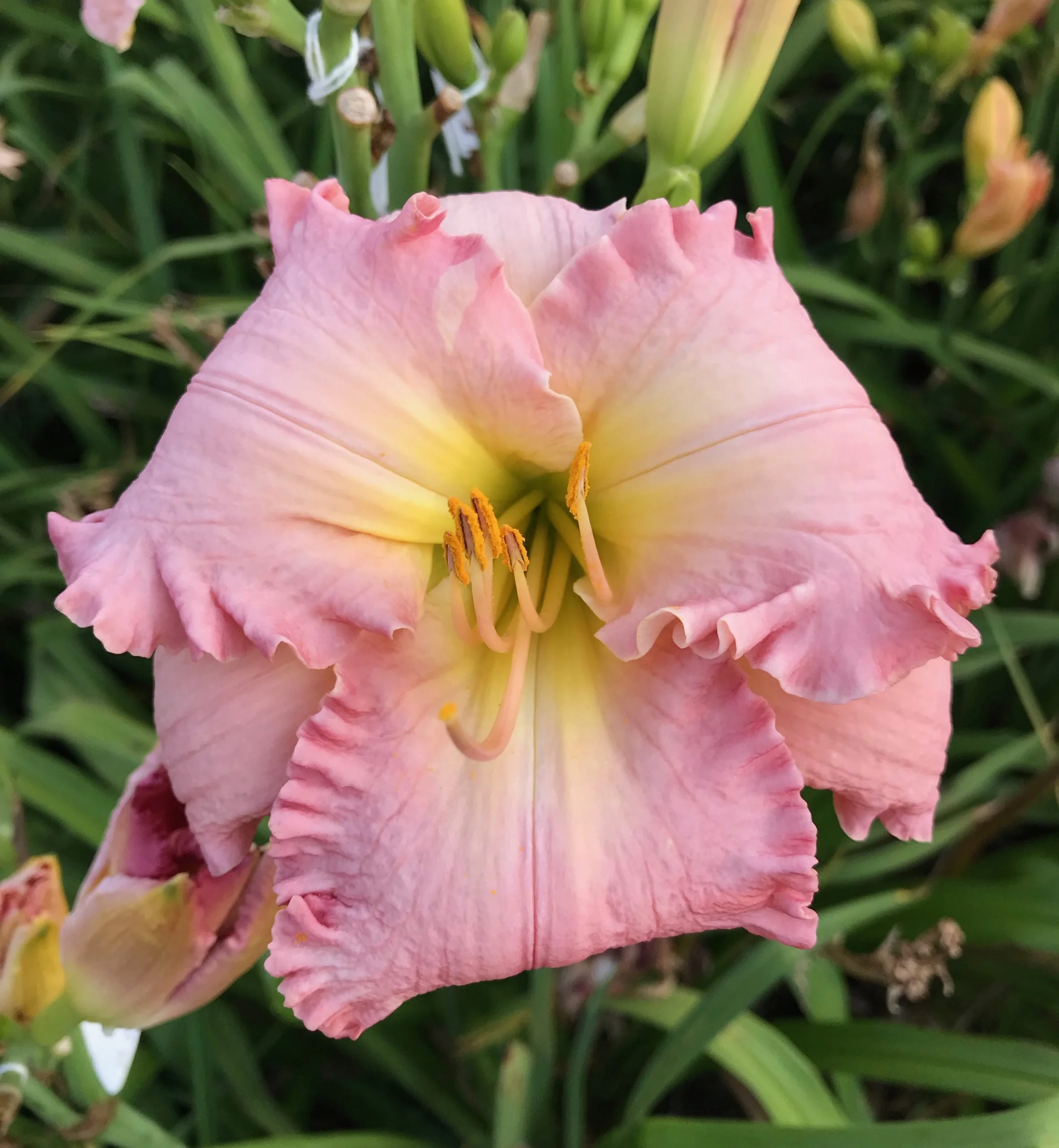 Crintonic Perfect Kiss