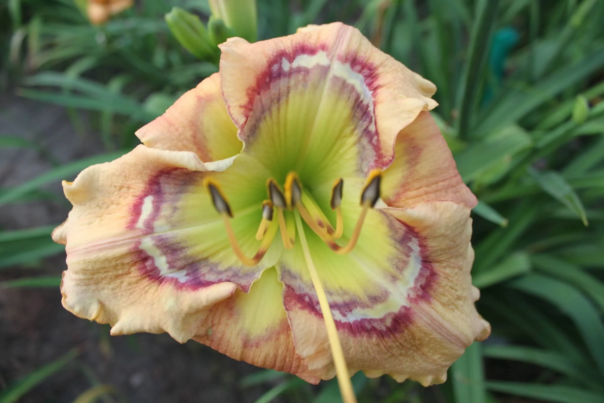 dune-clump-ct-daylily