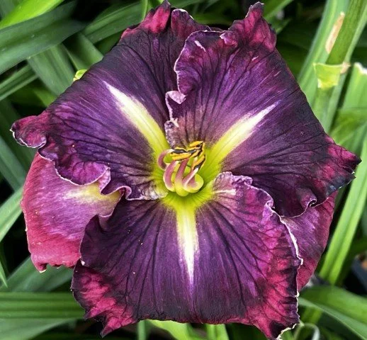 Purple Lagoon - Display Only