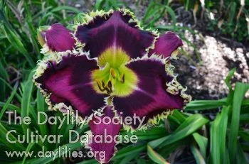 Night Wolf - Display Only