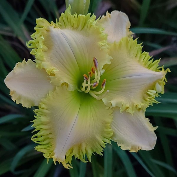 Spacecoast Green Goddess - Display Only