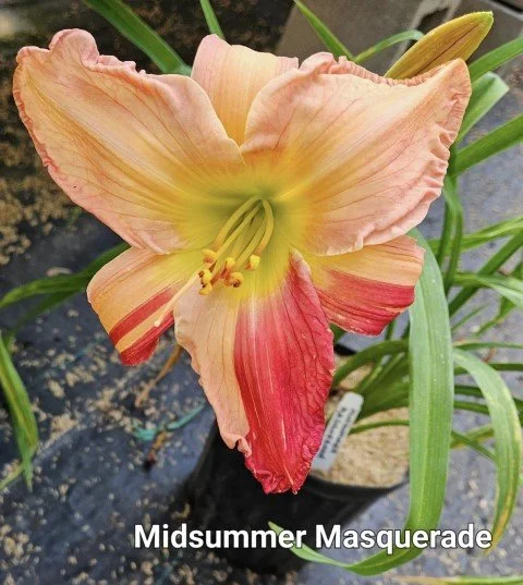 Laurelwoods Midsummer Masquerade