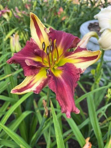 Just Clowning Around - SF--SOLD OUT