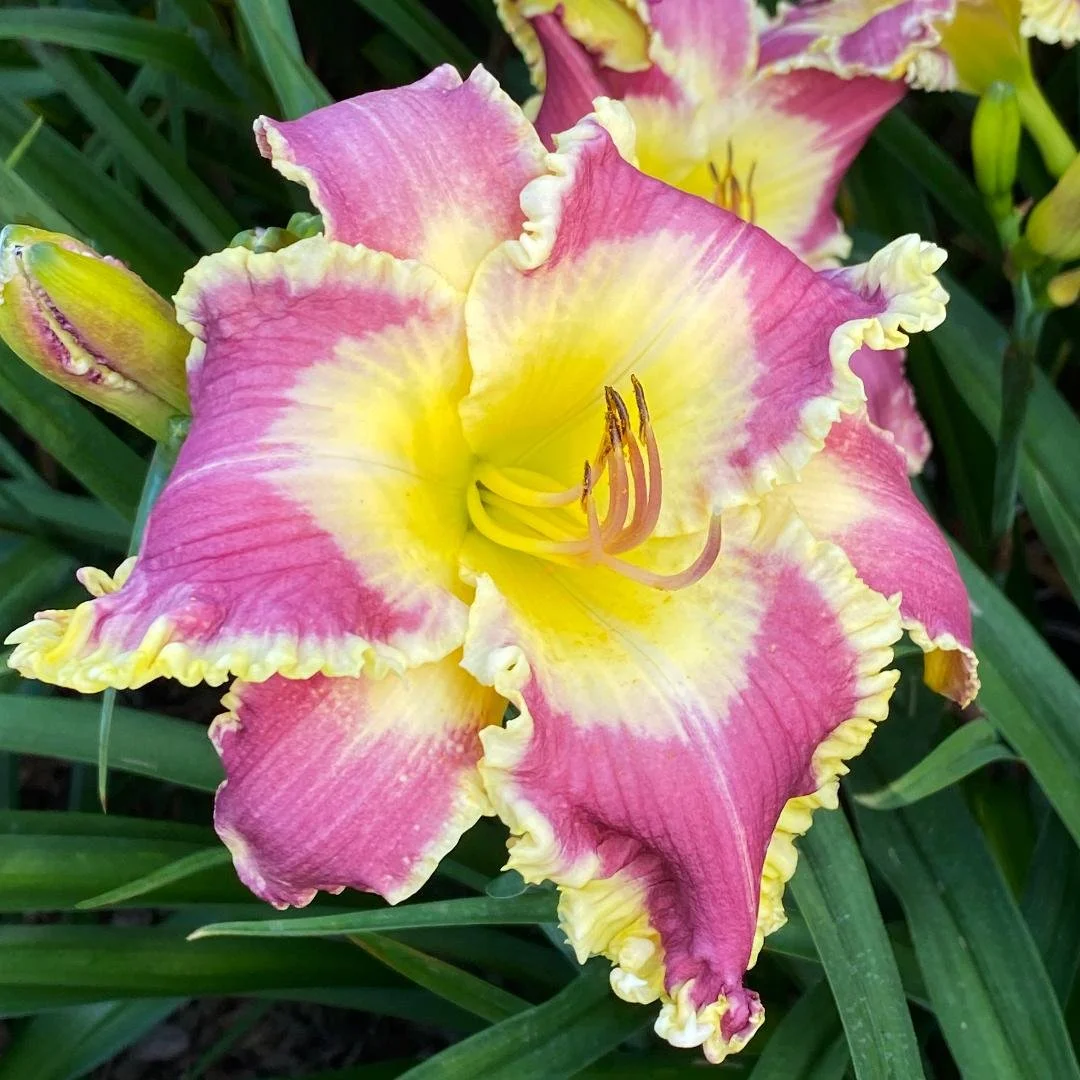 Linda Kozloski (2026 Introduction!) - SF