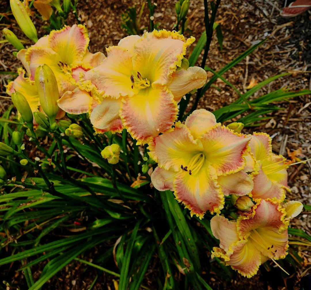 A Certain Kind of LIght clump.jpg