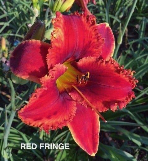 Red Fringe