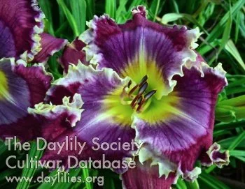 Nitro Rush - Display Only