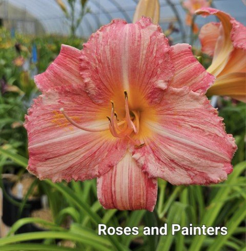 Roses and Painters 1 (Small).jpg