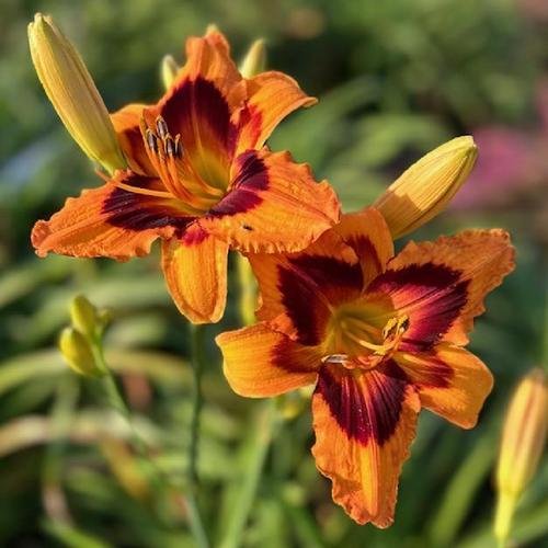 Heavenly Bengal Tiger - Clump