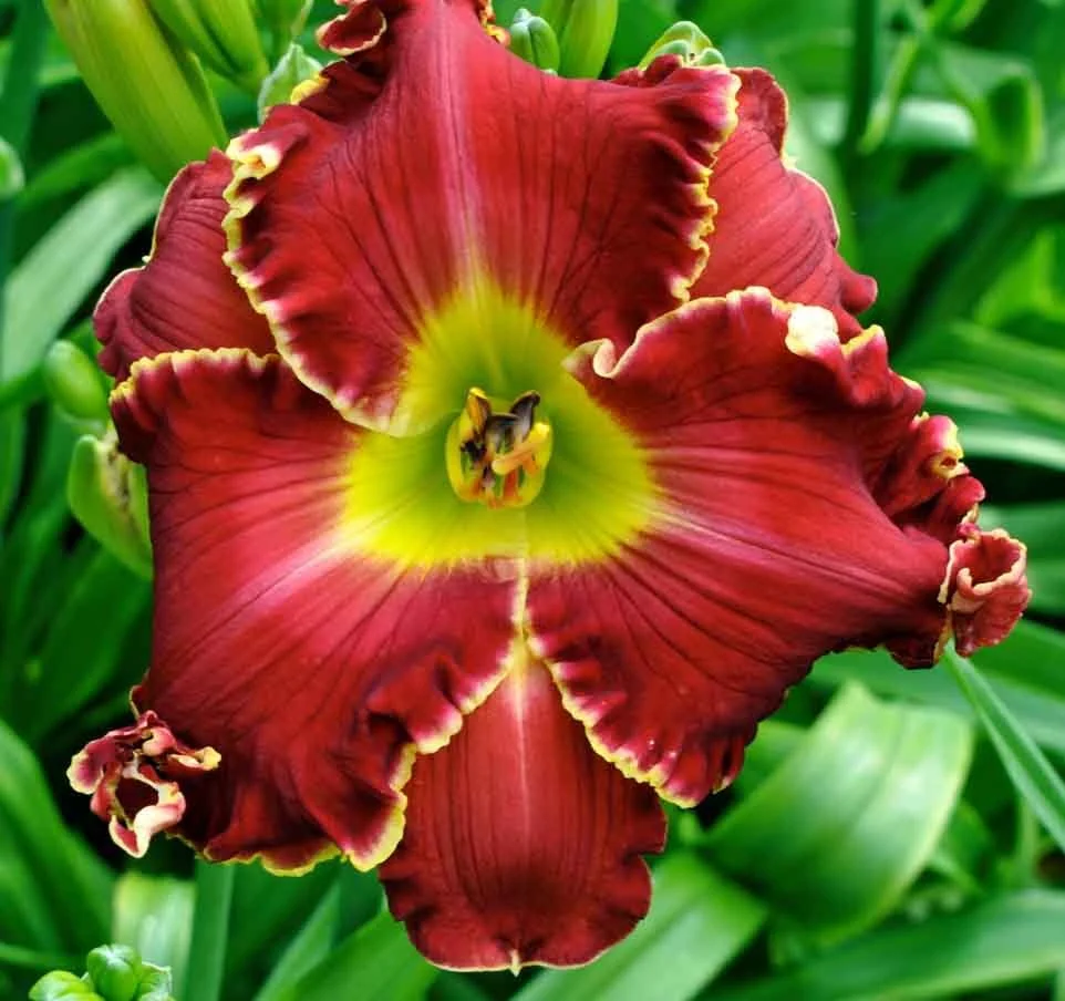 Dan's Tall Boy - Display Only