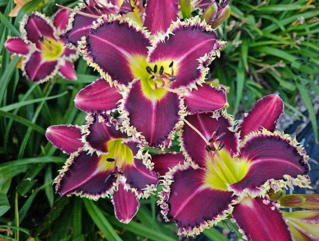 Dirges in the Dark (Small).jpg