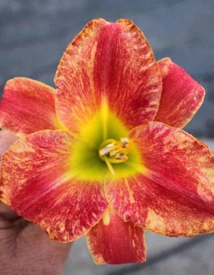 Spraypaint Lewis.jpg