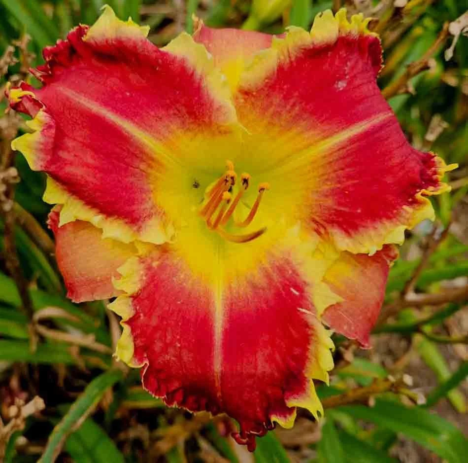 Medicinal Redneck Margarita (2026 Introduction!) - DF